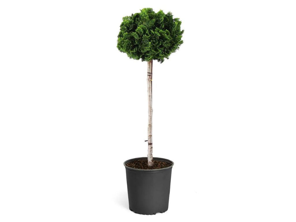 okrasne dreviny ducplant(344)