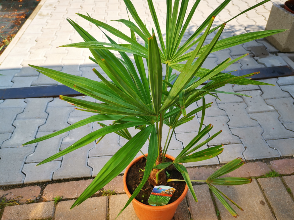 Palmy Trachycarpus fortunei 60 90 cm(9)