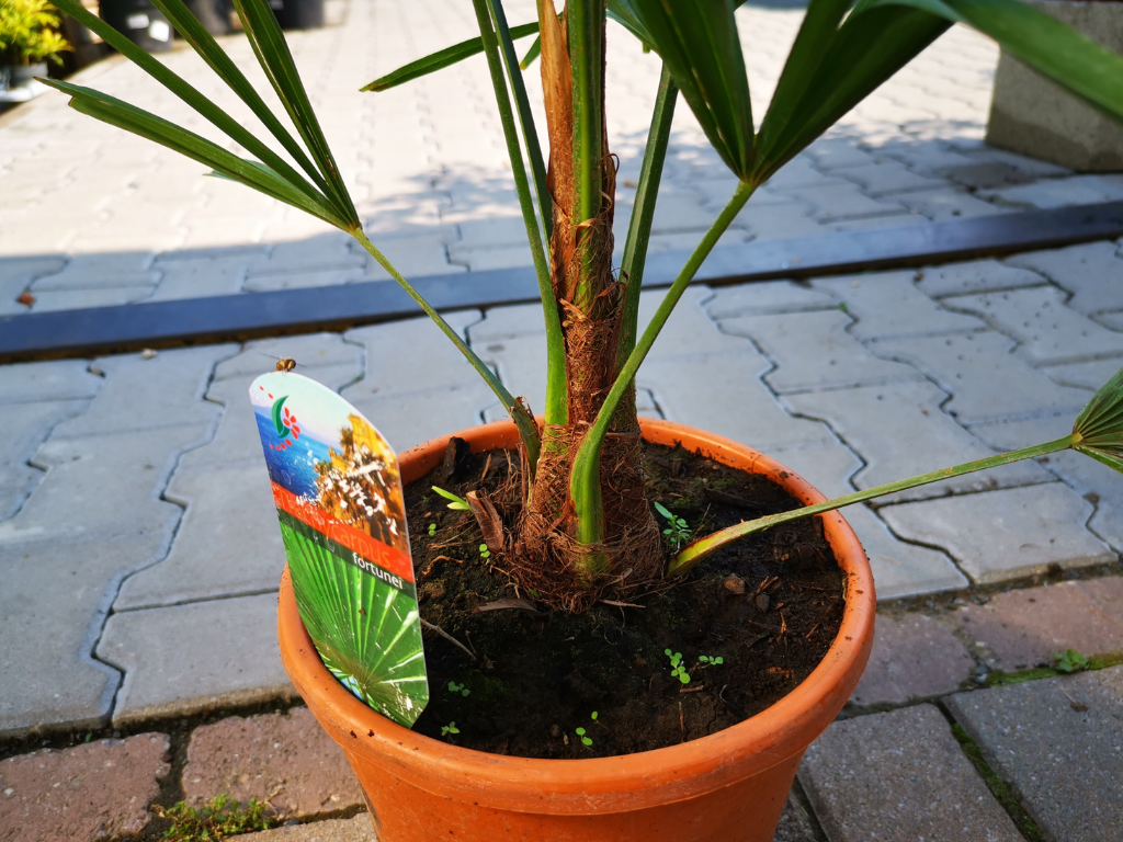 Palmy Trachycarpus fortunei 60 90 cm(10)
