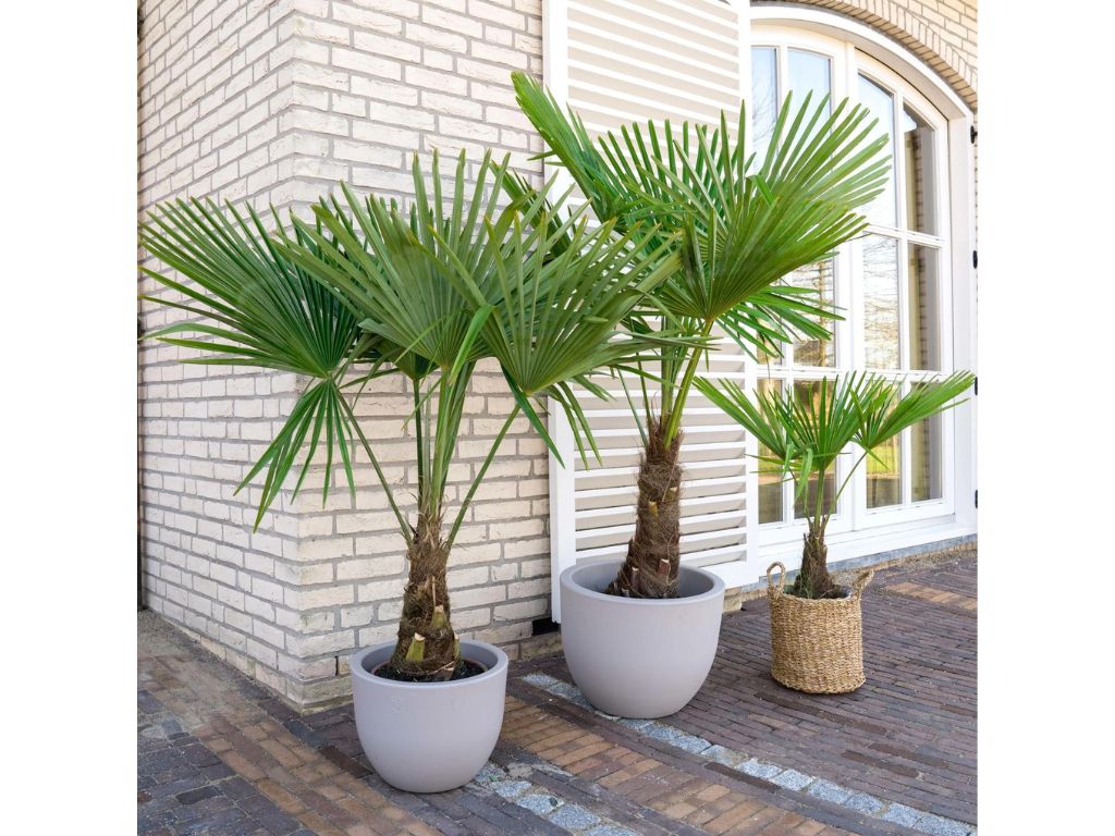 Palmy Trachycarpus fortunei 60 90 cm(8)