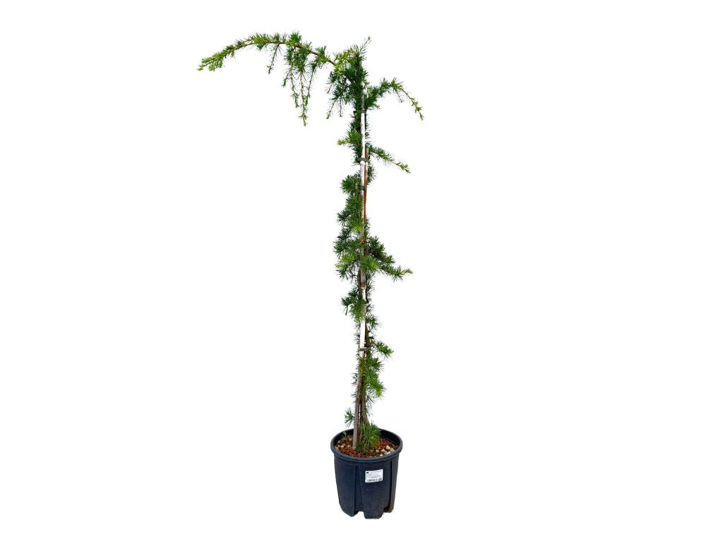 Okrasné stromy Céder himalájsky PENDULA 150 200 cm rozvetvený(4)