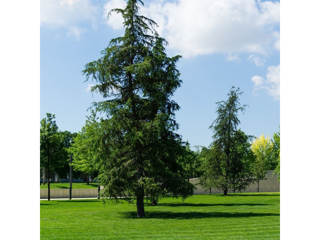 Okrasné stromy Céder himalájsky 50 60 cm(6)