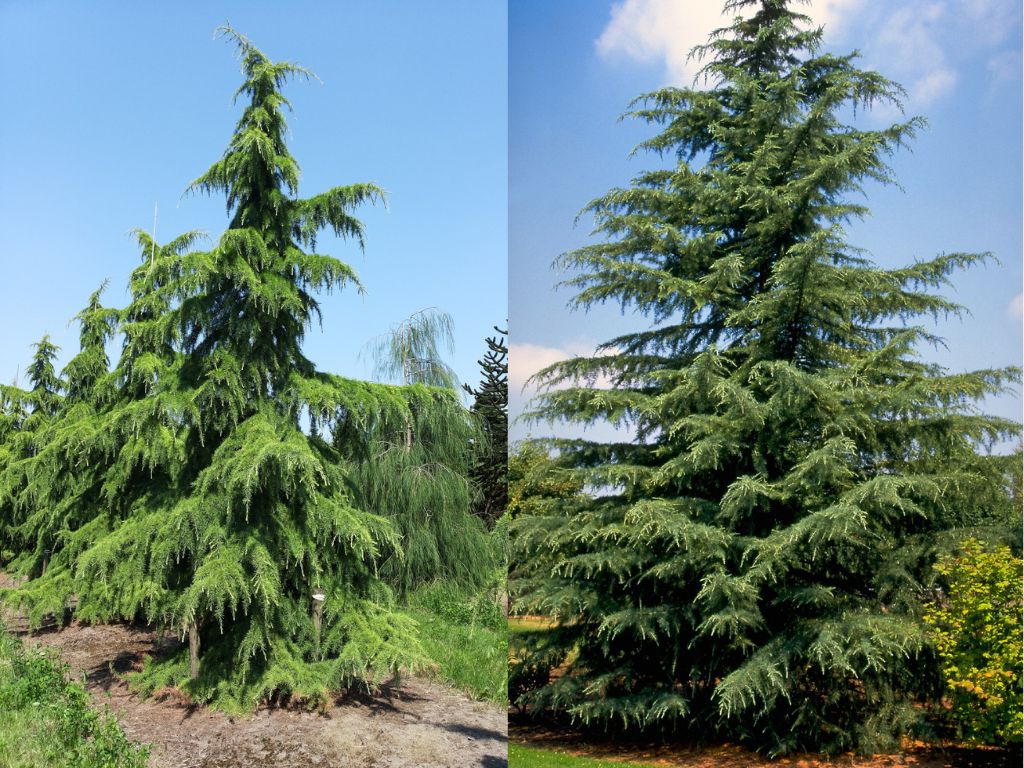 Okrasné stromy Céder himalájsky 50 60 cm(1)