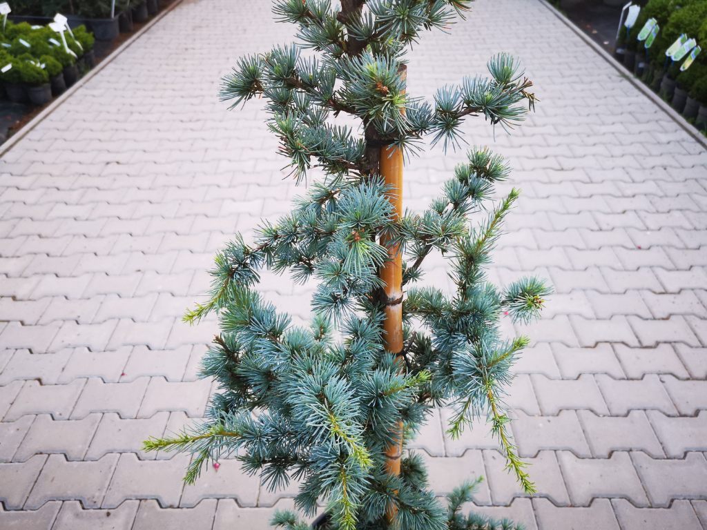 Okrasné stromy Céder atlantský GLAUCA 150 170 cm rozvetvený(5)