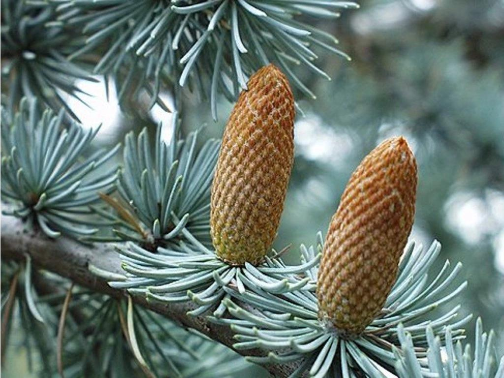 Okrasné stromy Céder atlantský GLAUCA 150 170 cm rozvetvený(6)
