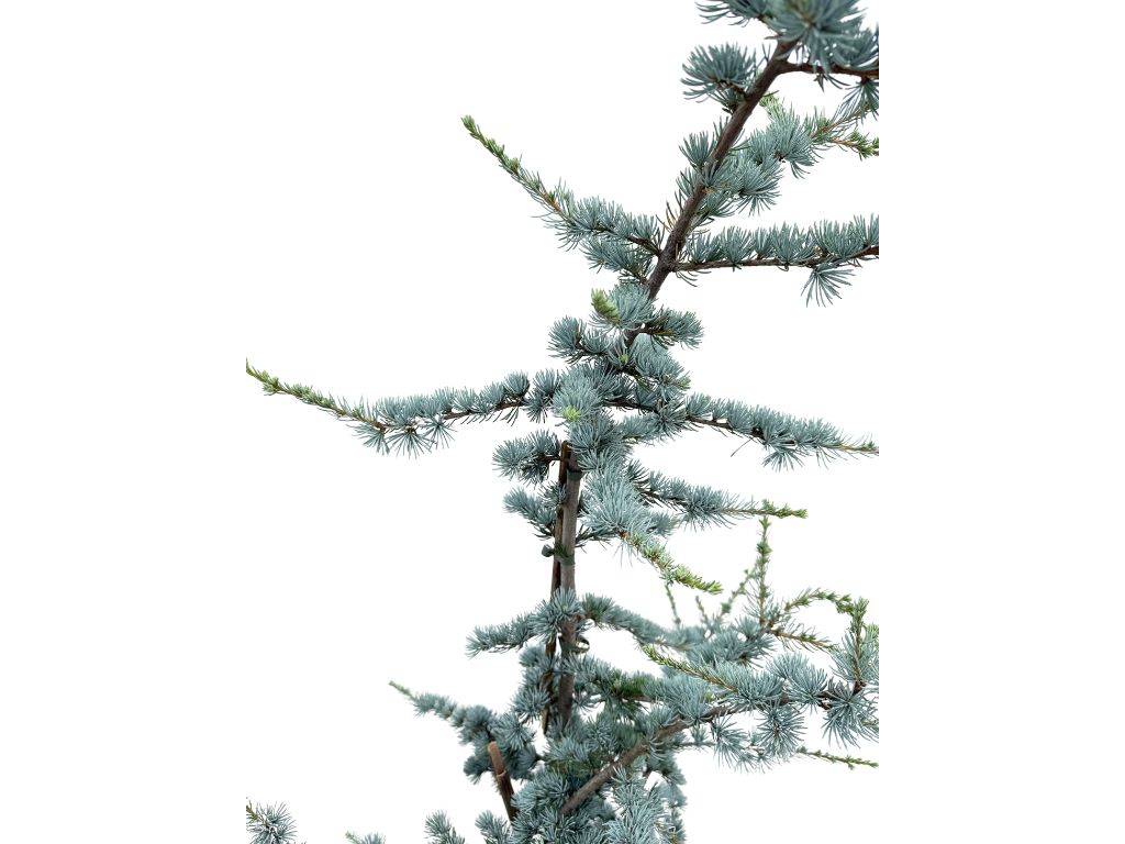 Okrasné stromy Céder atlantský GLAUCA 150 170 cm rozvetvený(4)