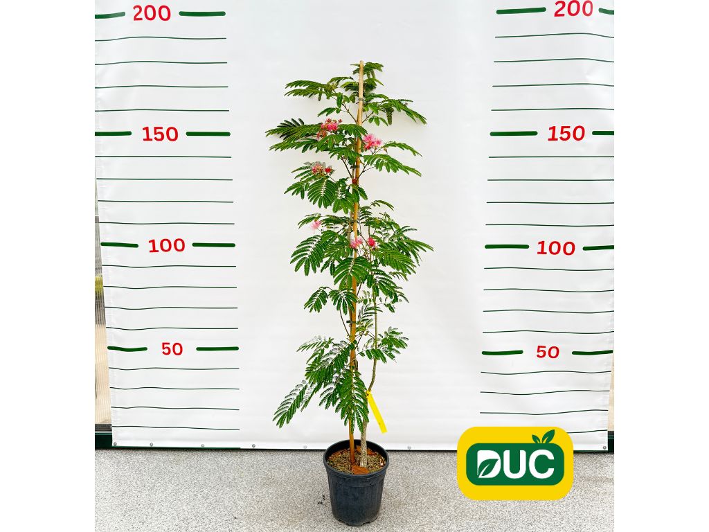 Okrasné kry Albízia Julibrissin OMBRELLA BOUBRI 100 120 cm