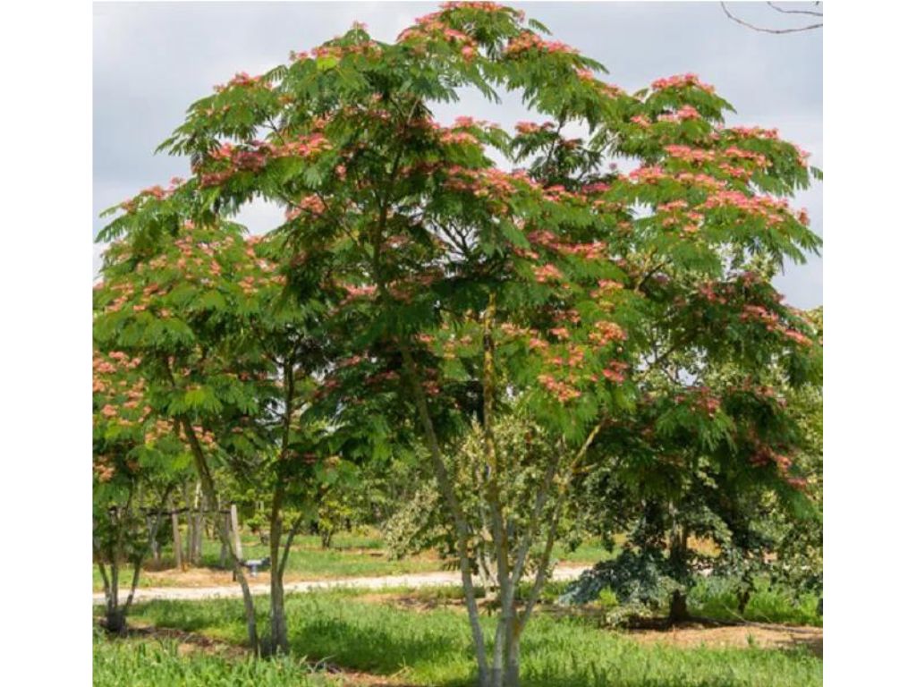 Okrasné kry Albízia Julibrissin OMBRELLA BOUBRI 100 120 cm(9)