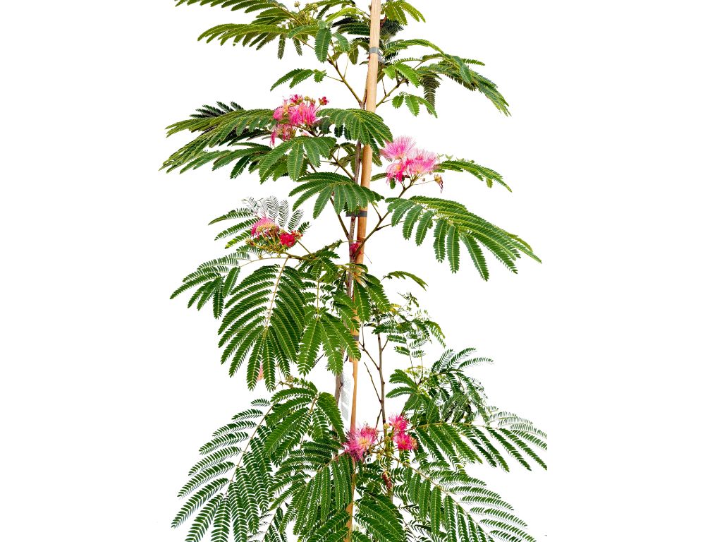 Okrasné kry Albízia Julibrissin OMBRELLA BOUBRI 100 120 cm(3)