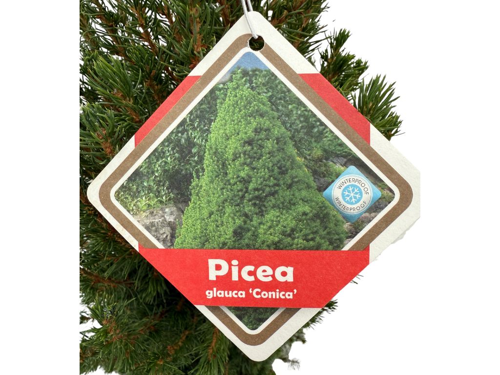 Okrasné stromy Smrek biely CONICA 70 80 cm(4)