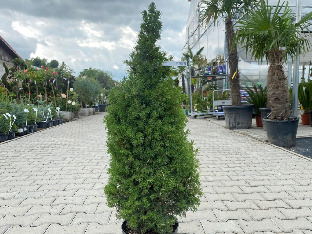 Okrasné stromy Smrek biely CONICA 70 80 cm(3)