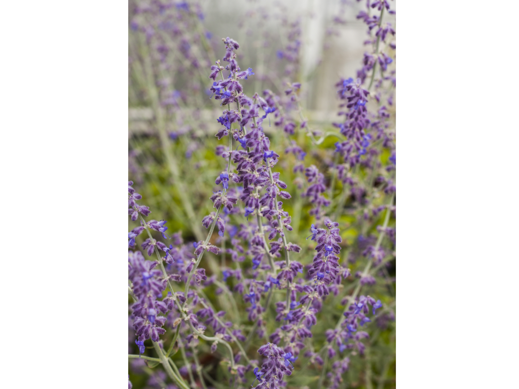 littlespire2