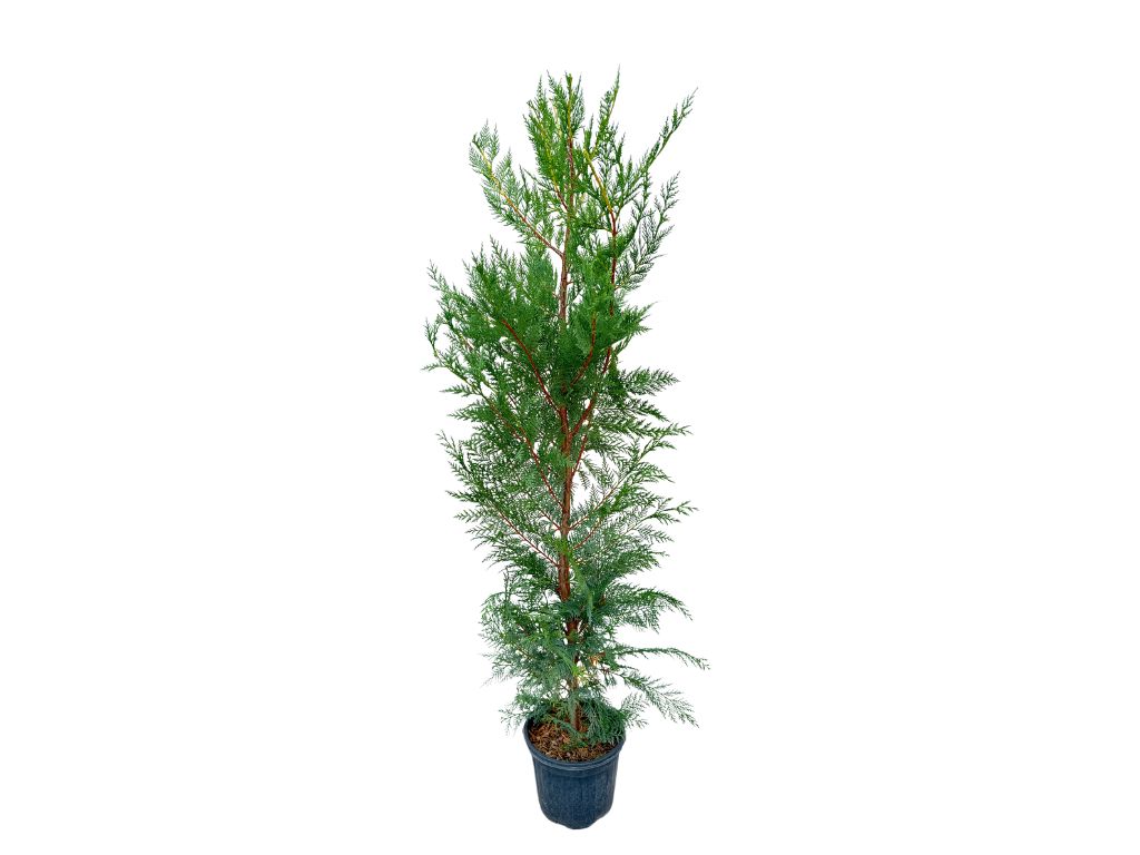 Okrasné stromy Cyprusovec leylandský 120 150 cm(5)