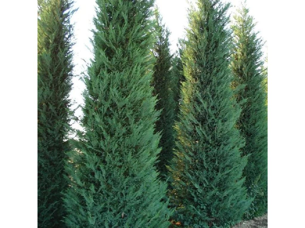 Okrasné stromy Cyprusovec leylandský 110 130 cm(10)