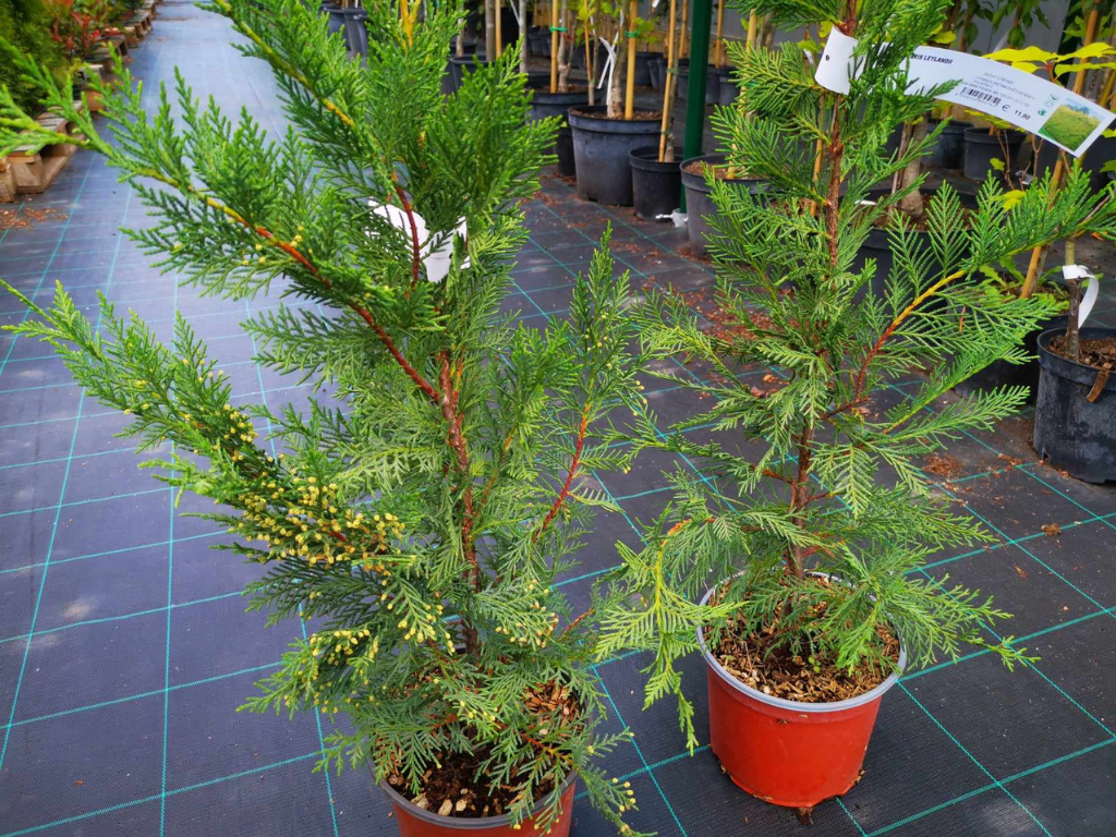 Okrasné stromy Cyprusovec leylandský 110 130 cm(9)