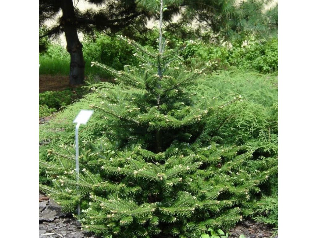Okrasné stromy Jedľa kórejská 30 40 cm(6)