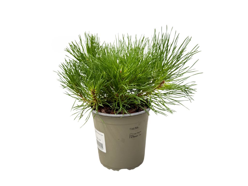 Okrasné stromy Borovica horská Mugo Mughus 10 20 cm(3)