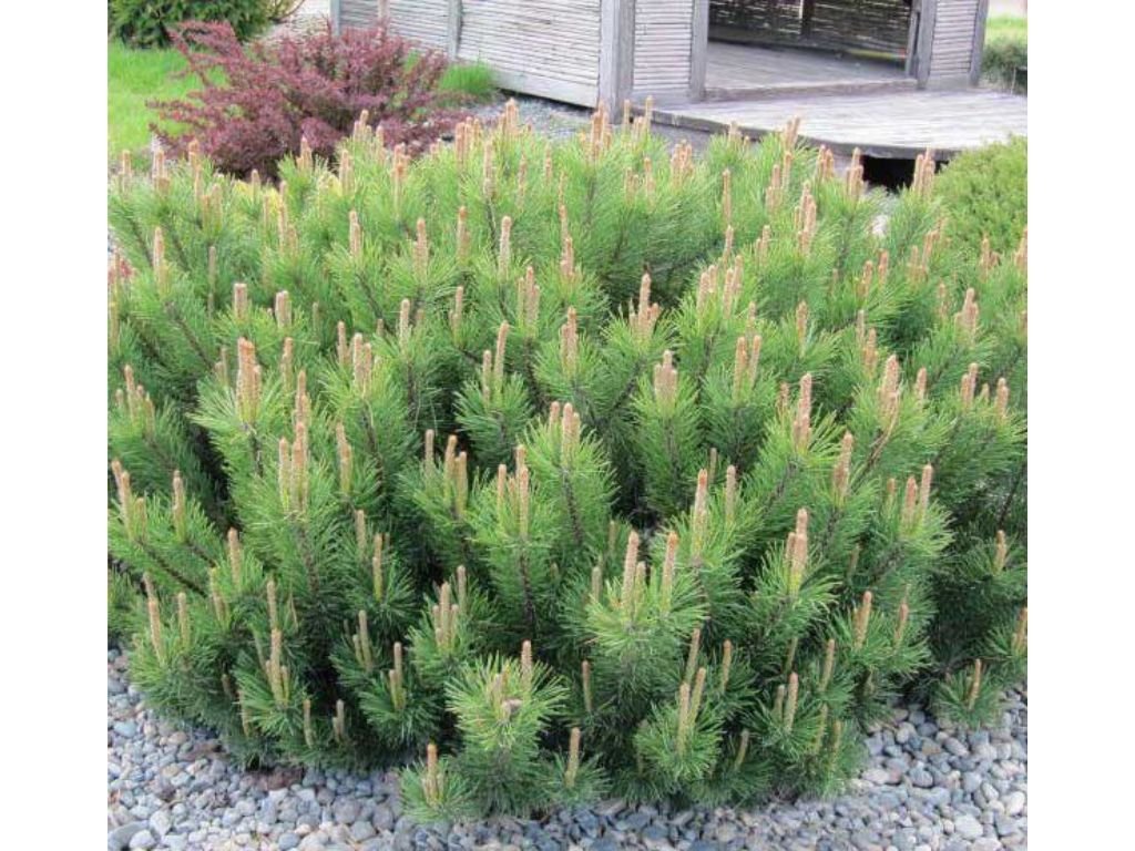 Okrasné stromy Borovica horská Mugo Pumilio 10 20 cm(6)