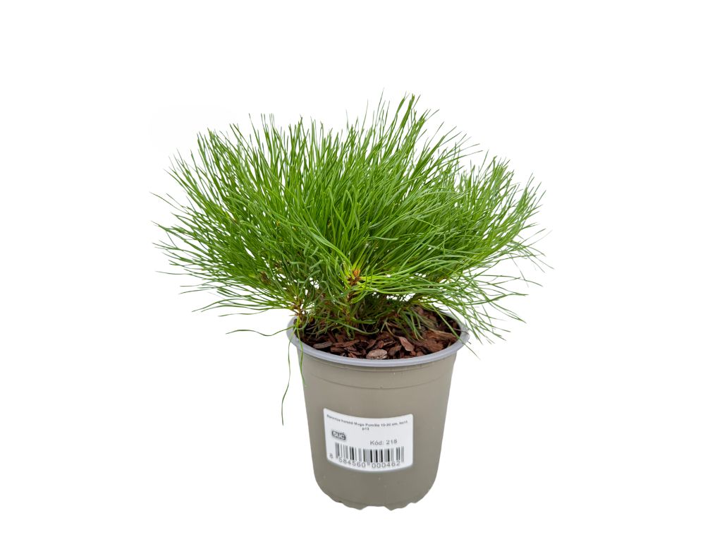 Okrasné stromy Borovica horská Mugo Pumilio 10 20 cm(3)