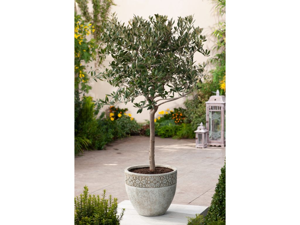 okrasne dreviny ducplant(163)