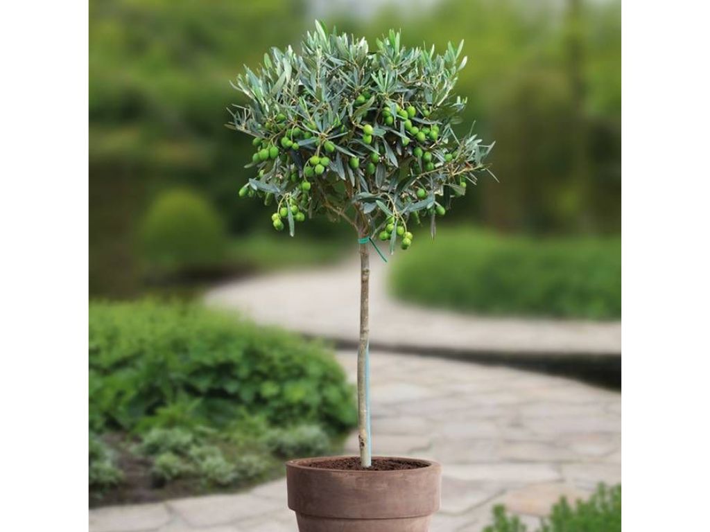 okrasne dreviny ducplant(161)