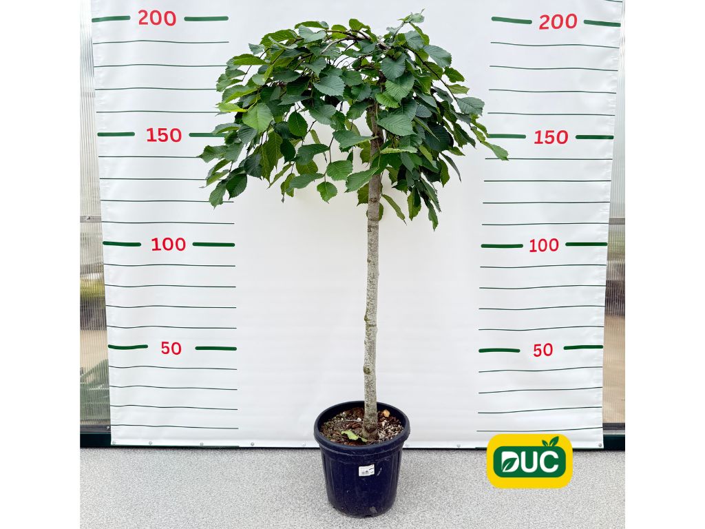 Dreviny na kmienku Brest horský PENDULA na cca 120cm kmeni(2)