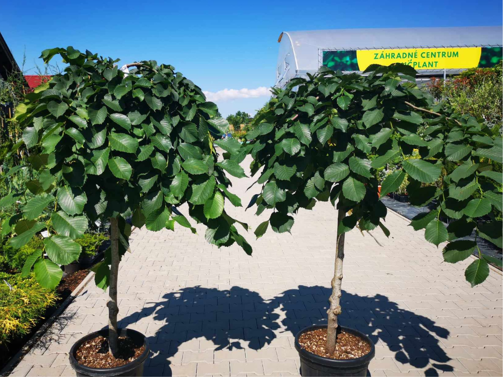 Dreviny na kmienku Brest horský PENDULA na cca 120cm kmeni(3)