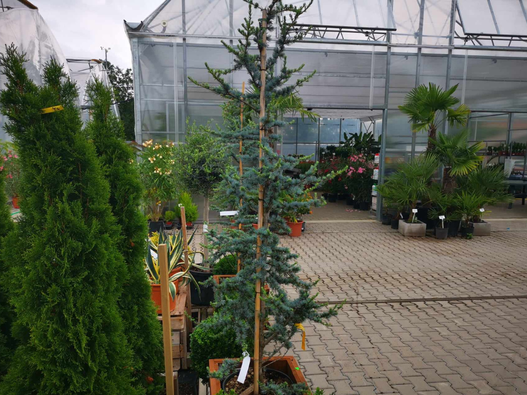 Okrasné stromy Céder atlantský Glauca 170 200 cm(7)