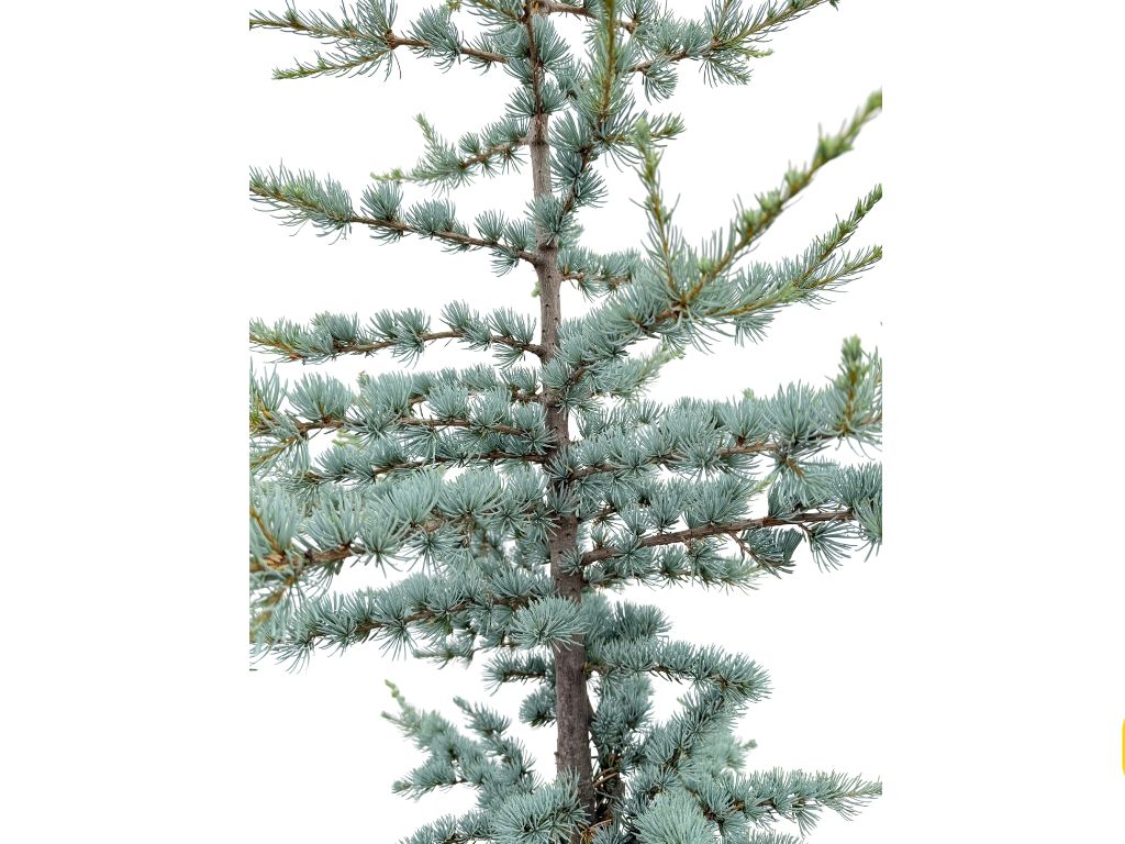 Okrasné stromy Céder atlantský Glauca 170 200 cm(4)