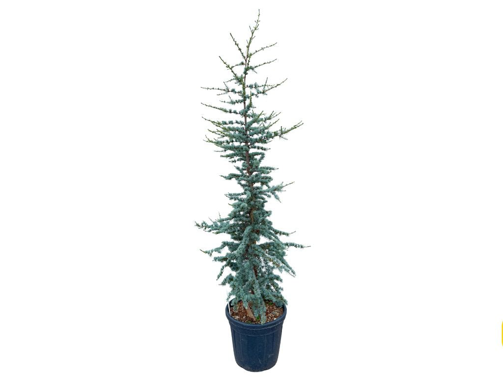Okrasné stromy Céder atlantský Glauca 170 200 cm(3)