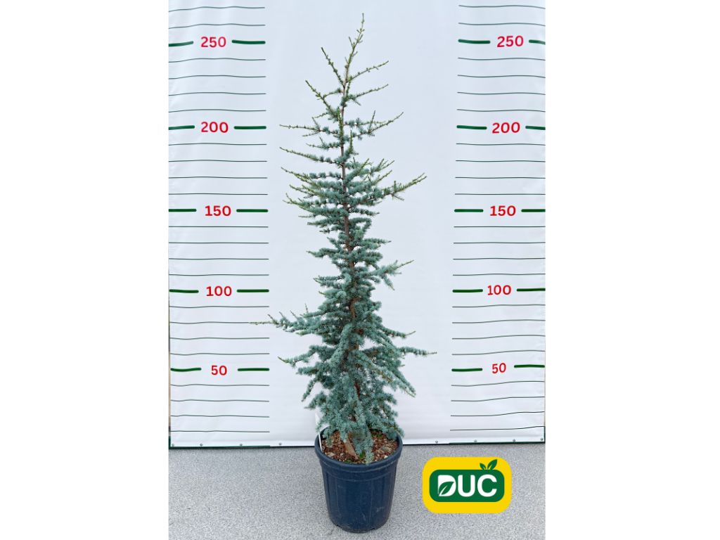 Okrasné stromy Céder atlantský Glauca 170 200 cm(2)