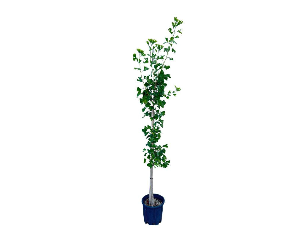 Okrasné stromy Ginko dvojlaločné 180 220 cm rozvetvené(4)