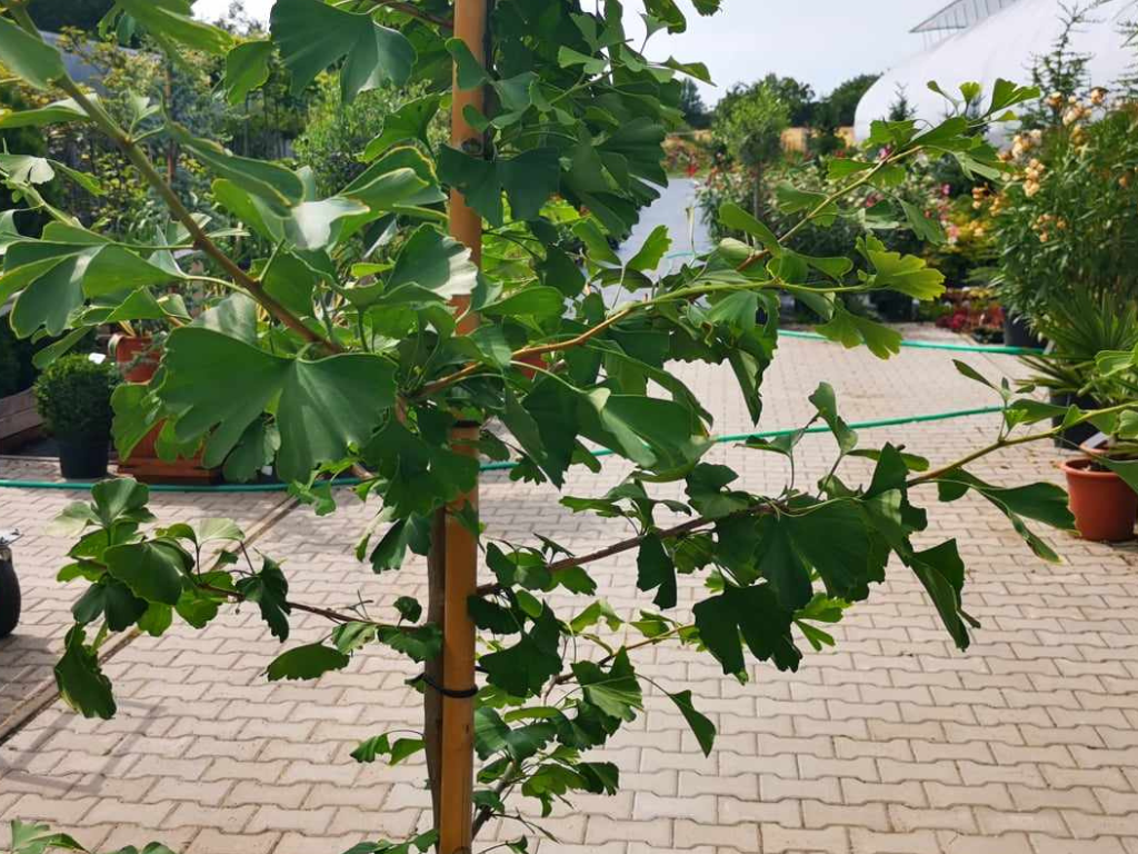 Okrasné stromy Ginko dvojlaločné 180 220 cm rozvetvené(3)