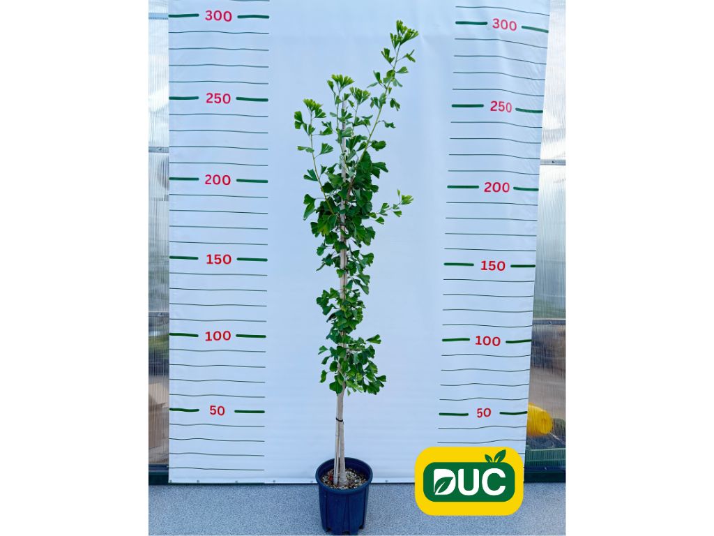 Okrasné stromy Ginko dvojlaločné 180 220 cm rozvetvené(2)