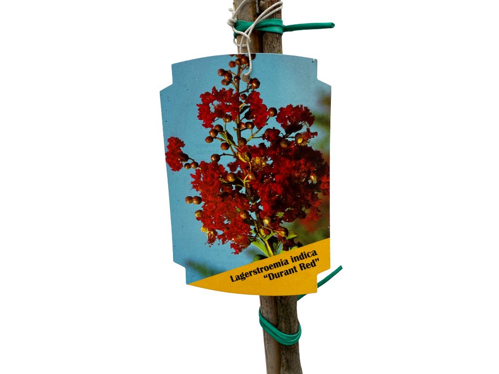 Dreviny na kmienku Myrta krepová DURANT RED na 80 100cm kmienku(4)