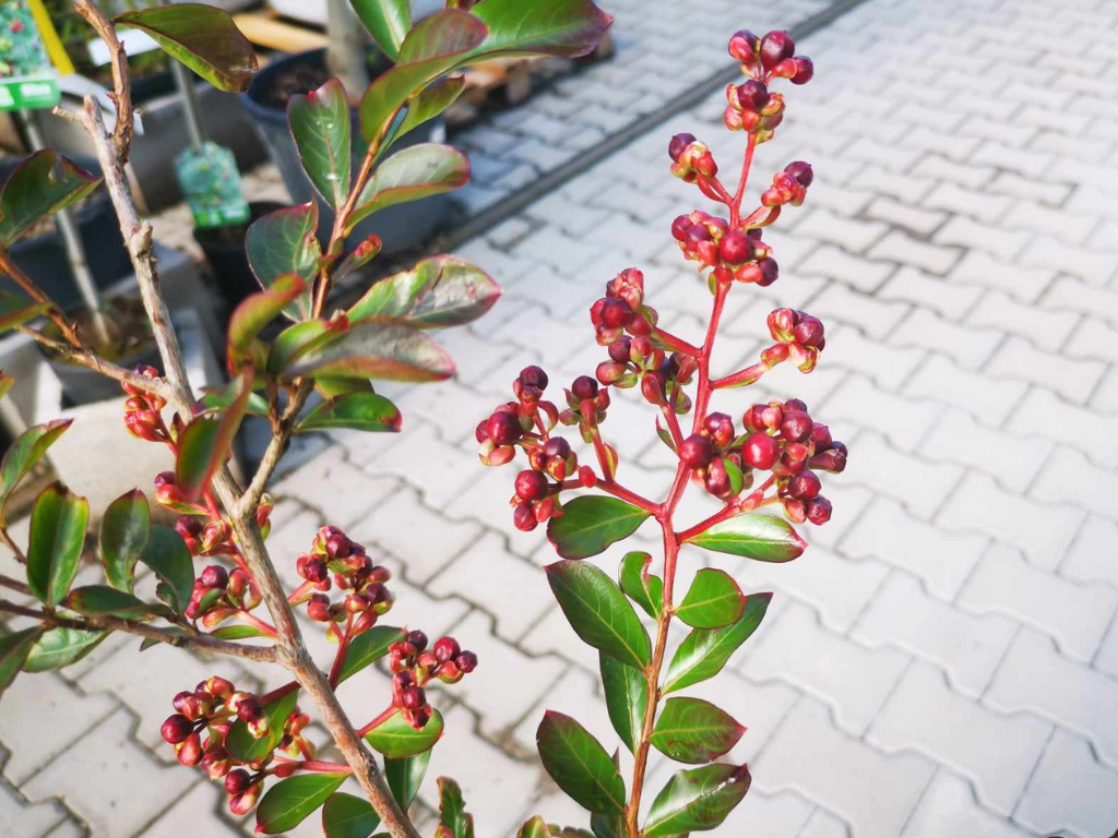 Okrasné kry Myrta krepová RED IMPERATOR 60-90 cm(6)