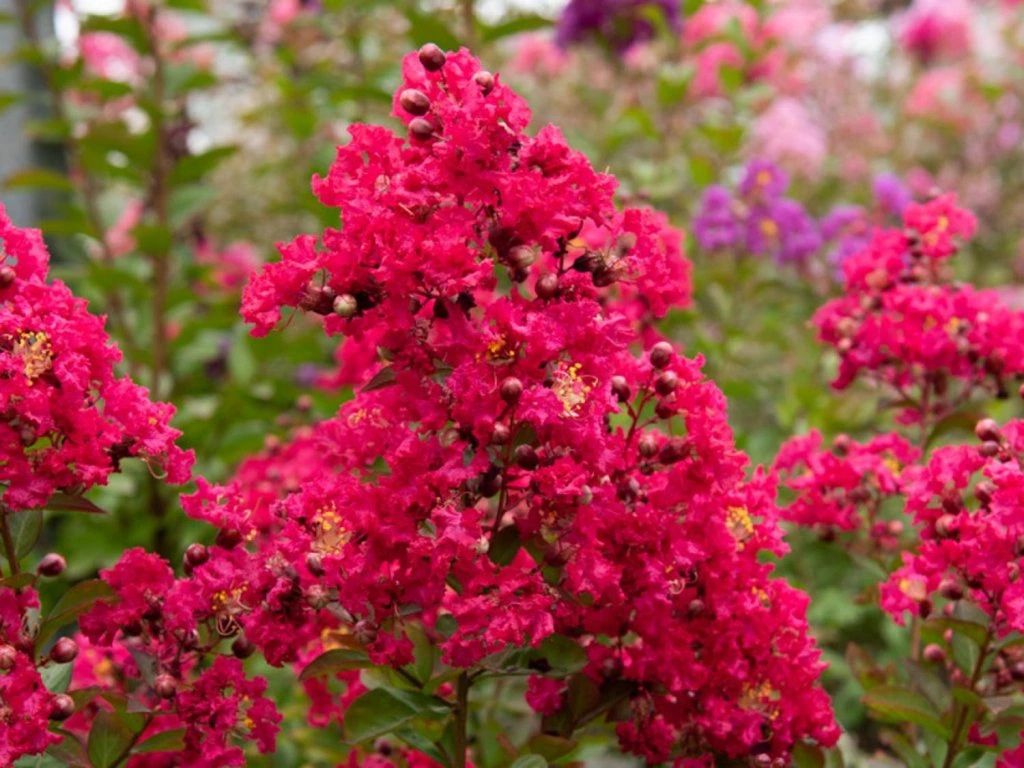 Okrasné kry Myrta krepová RED IMPERATOR 60-90 cm(3)