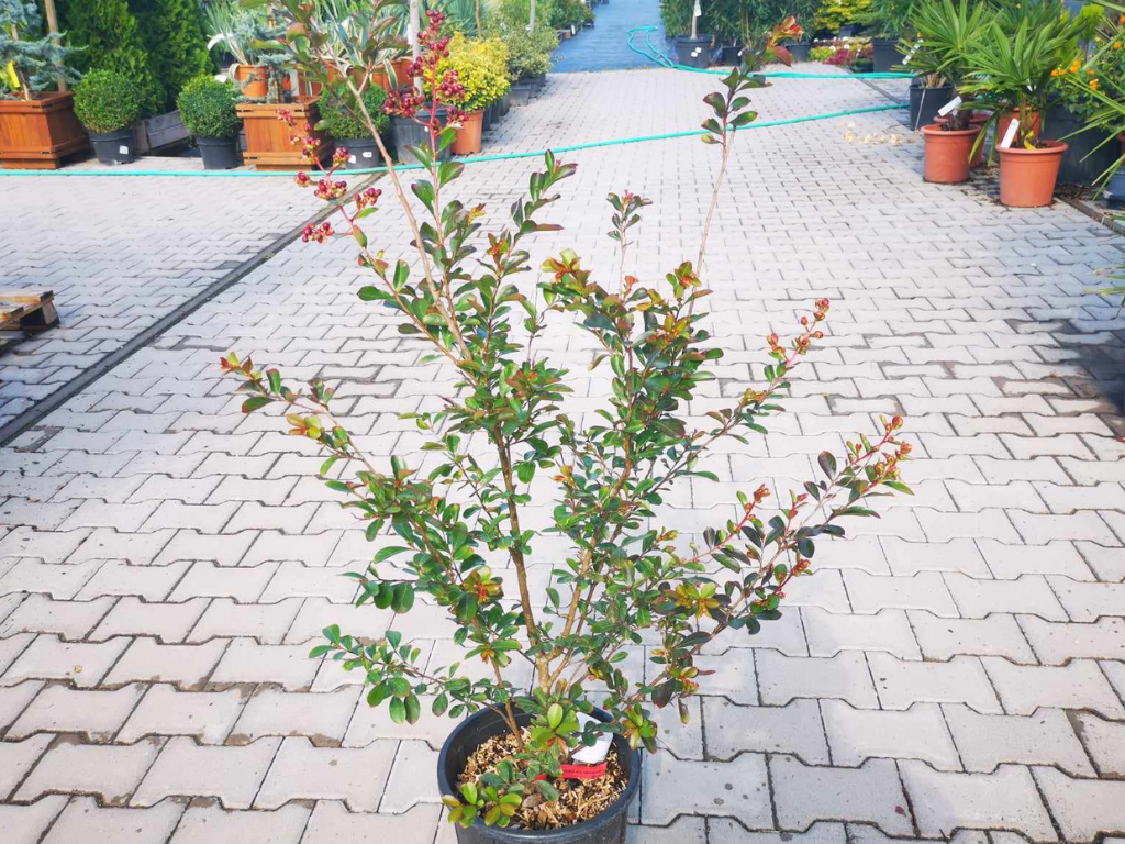 Okrasné kry Myrta krepová RED IMPERATOR 60-90 cm(5)