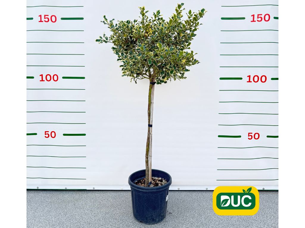 Cezmína ostrolistá Variegatum na 80 90cm kmienku, výška 120 130 cm(2)