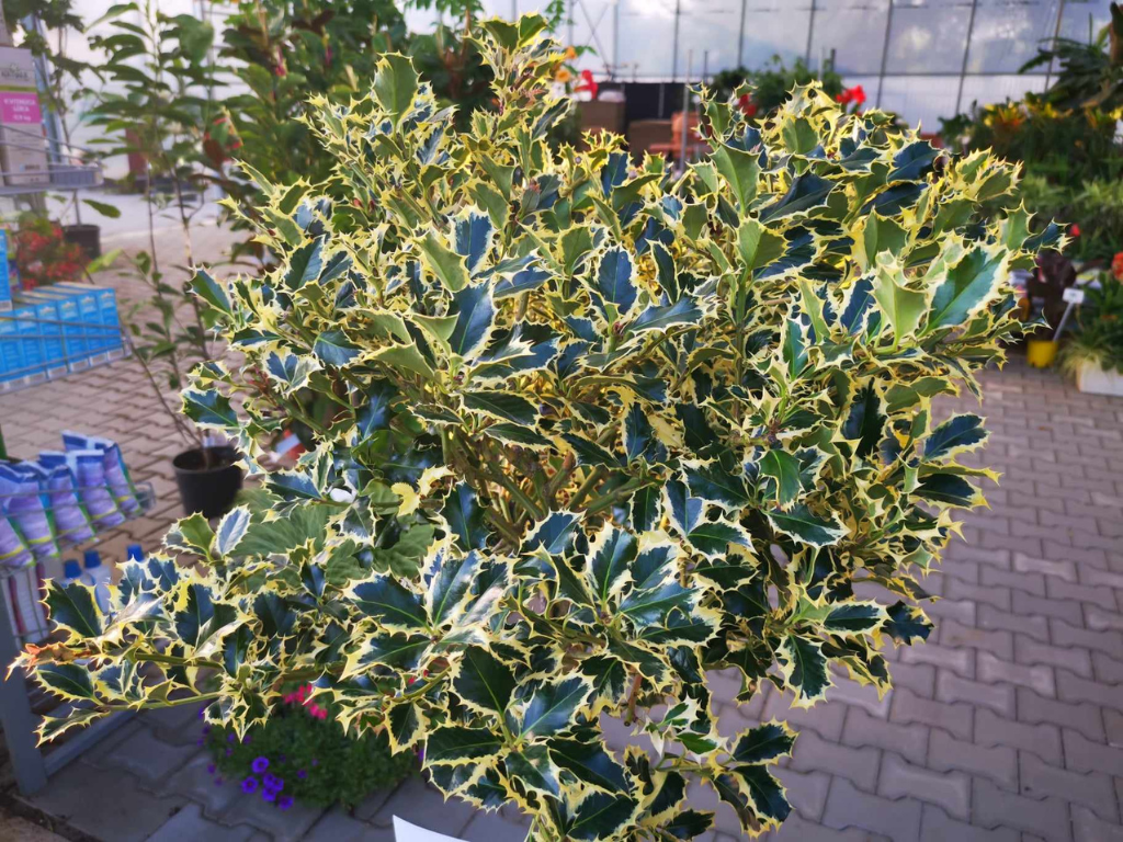 Cezmína ostrolistá Variegatum na 80 90cm kmienku, výška 120 130 cm(6)