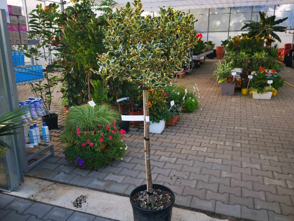 Cezmína ostrolistá Variegatum na 80 90cm kmienku, výška 120 130 cm(3)