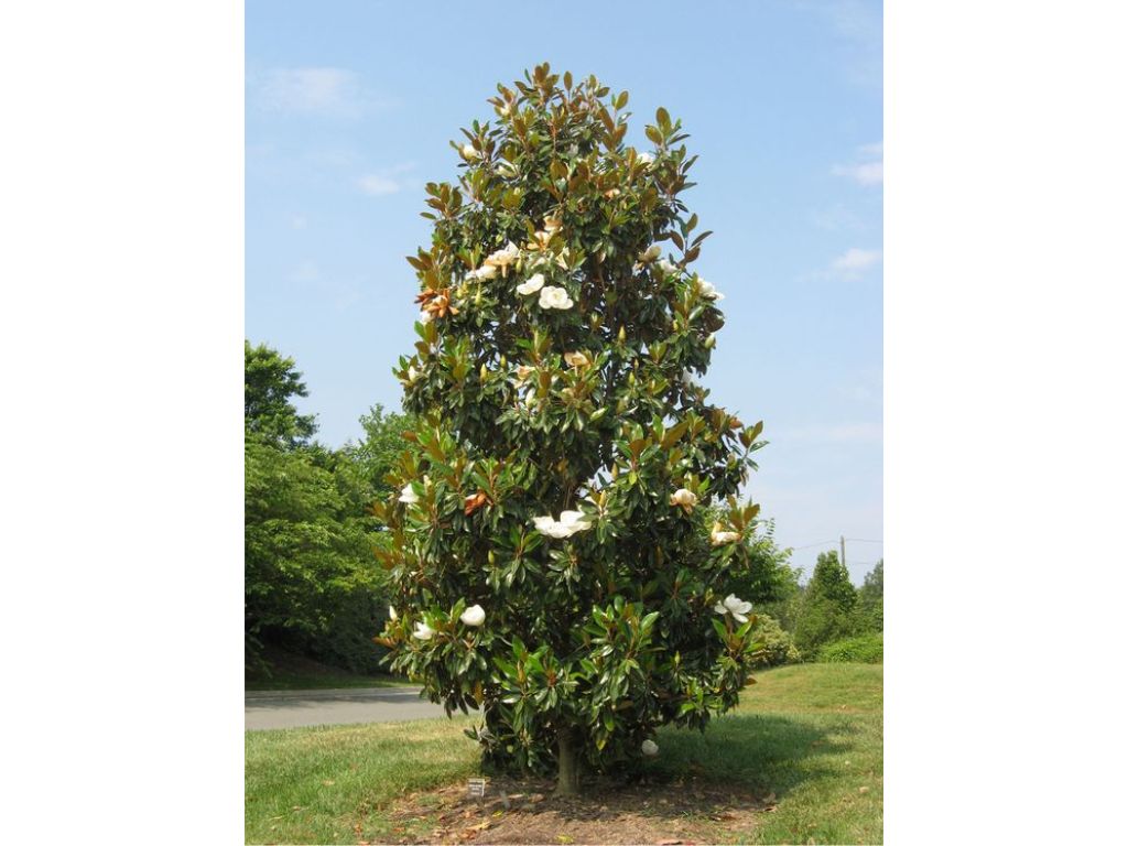 okrasne dreviny ducplant(159)