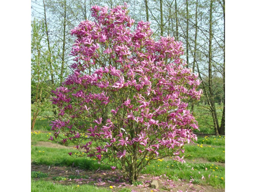 okrasne dreviny ducplant(466)