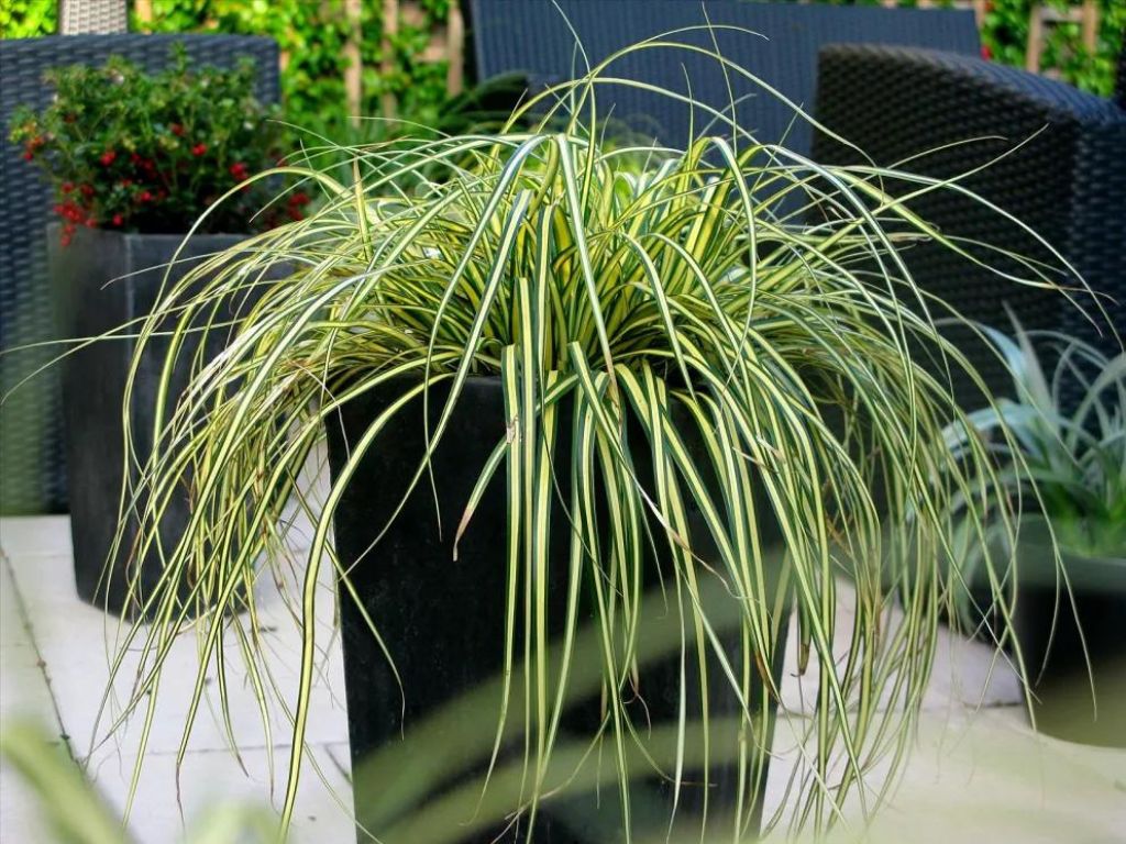 Trvalky ducplant(149)