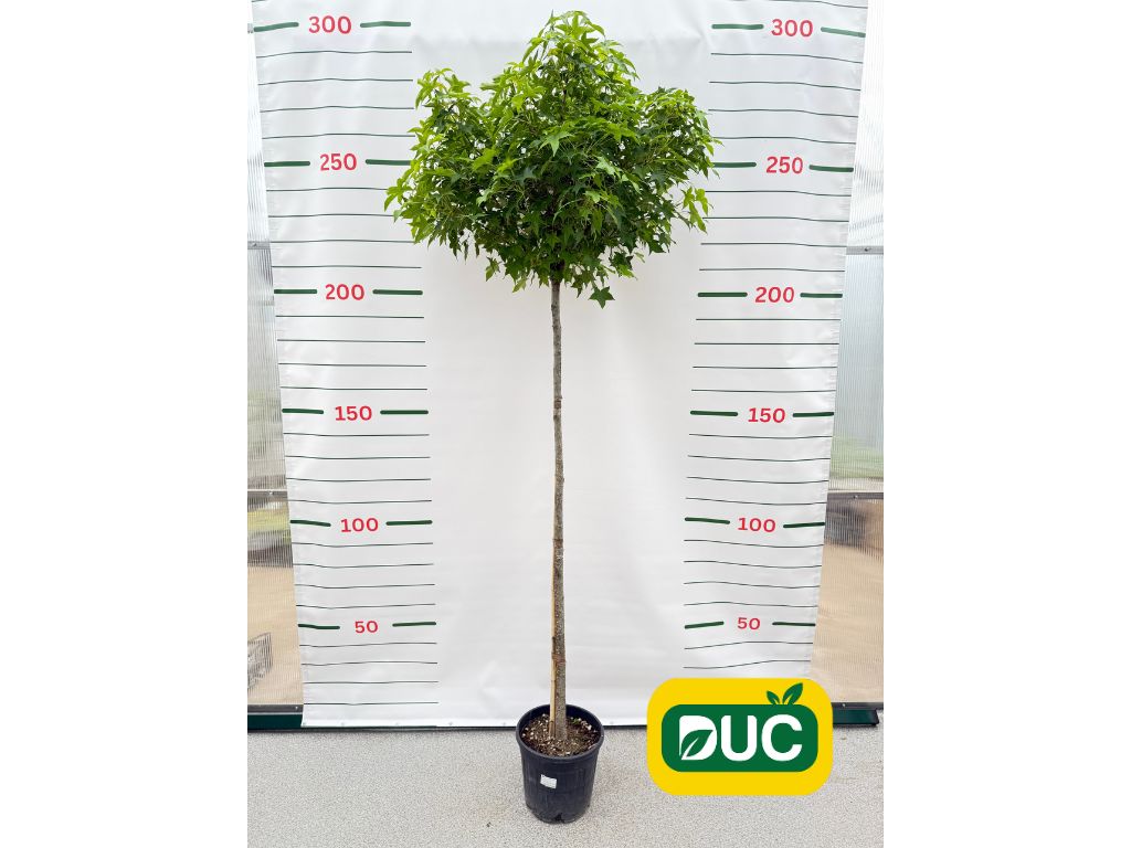 Dreviny na kmienku Ambrovník styraxový Gum Ball na 180 210cm kmeni