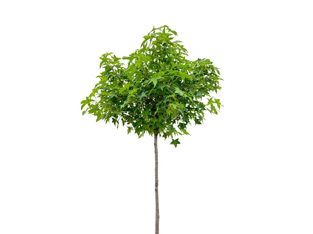 Dreviny na kmienku Ambrovník styraxový Gum Ball na 180 210cm kmeni(3)