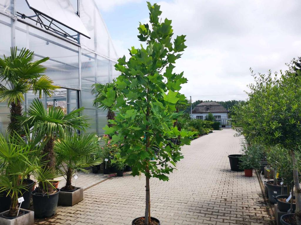 Okrasné stromy Ľaliovník tulipánokvetý 200 260 cm(3)