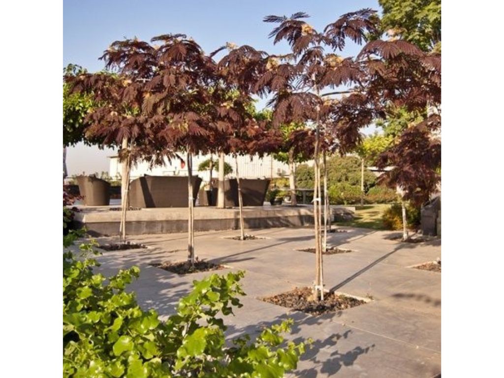 Okrasné stromy Albízia SUMMER CHOCOLATE 60 80 cm(7)