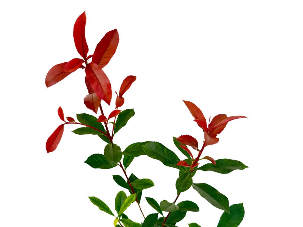 Okrasné kry Červienka fraserová CARRE ROUGE 30 40 cm(3)