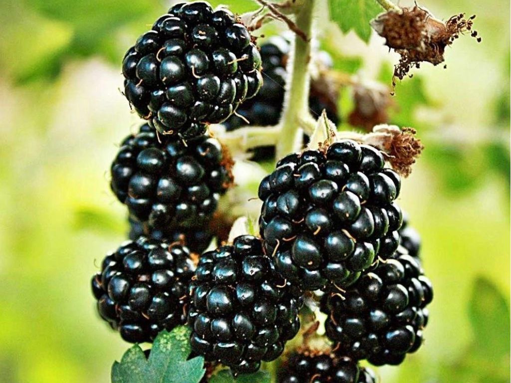 drobné ovocie ducplant(57)